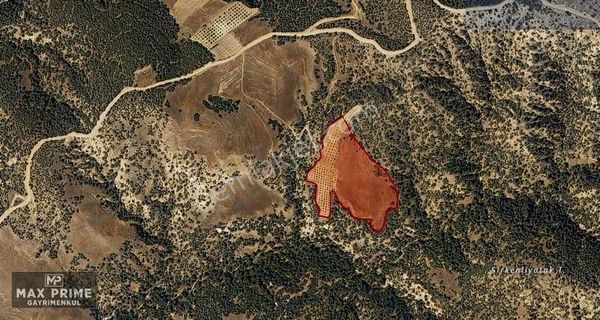 Güzelpınar'da 25.500 M² İçinde 1.000 Adet Zeytin Ağaçlı Arazi