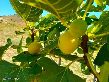 Karacaören Mah De Satılık İncir Ve Zeytinlik