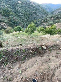 Hasköy Mahallesinde Satılık 11 Dönüm Zeytinlik