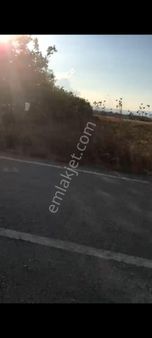 100 Adet Bakımlı Ceviz Bahçesi