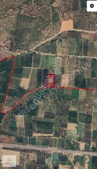 İznik'e 2,5 Km Mesafeli Dereköy Ovasında Zeytin Zeytinlik