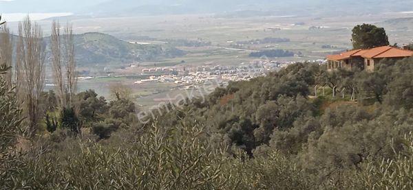 Satılık Zeytinlik – Selçuk / Pamucak Manzaralı, Tapulu, Su Kaynaklı
