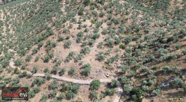 Emlak Evi'nden Yenipazar Karaçakalda Satılık 5000m² Zeytinlik