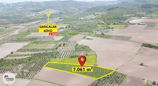Pinus Gayrimenkul'den///bergama'da 7.061 M² Verimli Zeytinlik