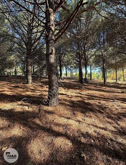 Pinus Gayrimenkul'den//kozak Karaveliler'de 5.512 M² Fıstıklık