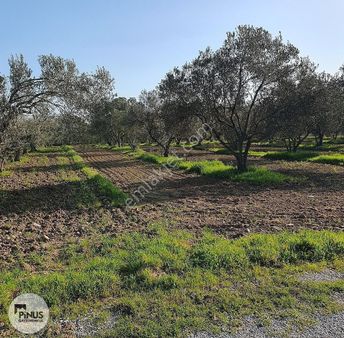 Pinus Gayrimenkul'den //ayasköy'de Yol Kenarı 5960 M² Zeytinlik