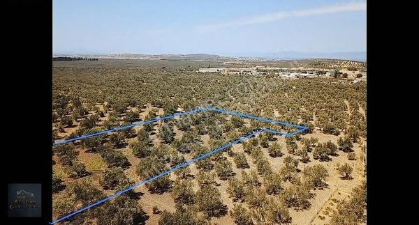 Ali Türk Gayrimnekulden Karaağaç Mahallesin De Satılık Zeytinlik