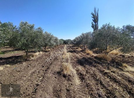 Gökçeahmet Mh. 1.442m2 Satılık Zeytinlik