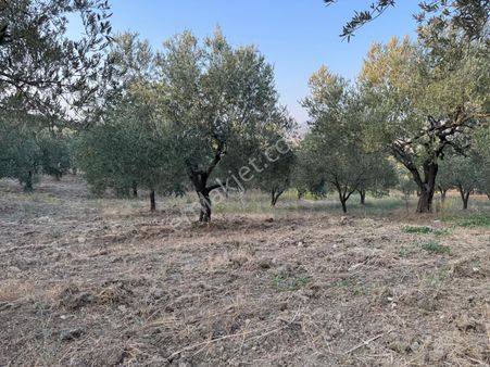 Kuzey Emlaktan Mezarlık Mevkiinde 5276,19 M2 .zeytinlik