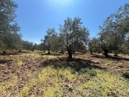 Ali Türk Gayrimnekulden Karaağaç Mahallesin De Satılık Zeytinlik