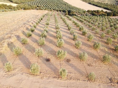 Salihlide Satılık Hobi Bahçesi Yatırımlık Zeytinlik