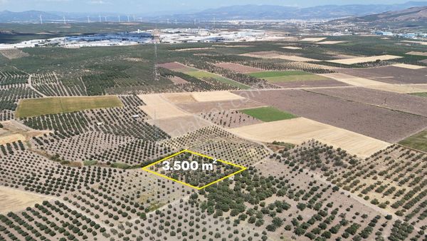 Kapaklı Mahallesinde Resmi Yola Yakın 3.500 M² Satılık Zeytinlik