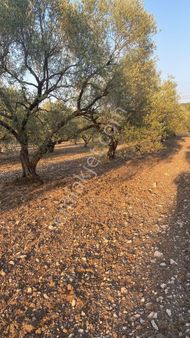 Manisa Akhisar Sabancılar Mahallesinde Satılık 7388 M2 Tek Tapu Tarla