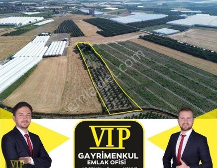 Vip Gayrimenkul'den Eymir Mah. En İyi Lokasyonda 4.601m² Elma Bahçesi