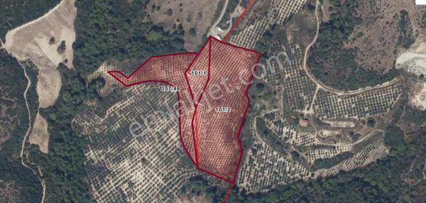 Söke Ağaçlı Köyü 37.692 M2 Satılık Zeytinlik