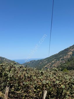 Akçaabat Adacık Da Satılık Arsa