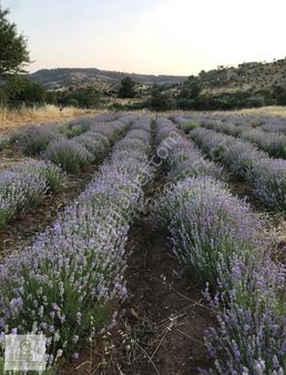 Çanakkale Assos-kulfalda 11 Dönüm Dümdüz Tarla (video Mevcut)