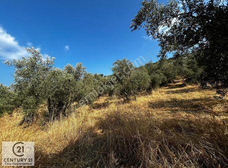 C21 Cius; Hasanağa Koy Üstü Ayrık Nizam 2 Kat 0.60 Emsal Arsa