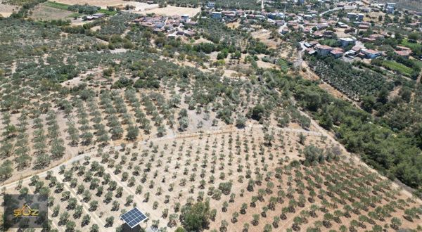 Kızlaralanı Köyü Dibi Yolu Mevcut 4.910m2 Satılık Zeytinlik