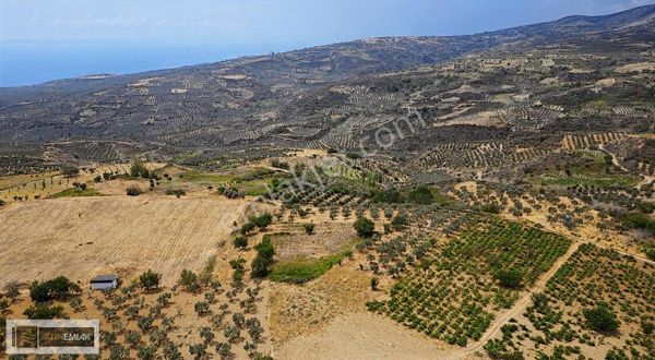 Tekirdağ Şarköy Mürefte'de 1831 M2 Bağ