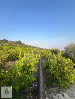 Elvanlı Çiftepınar'da Yeni Otobana 5 Km Acil Satılık Tarla