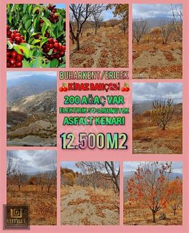 Buharkent Erıcek Te 12.5 Donum Kıraz Bahçesi