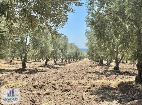 7.550 M2 Zeytinlik, Organize Sanayiye 650mt, R.yola 210 Mt Cephe