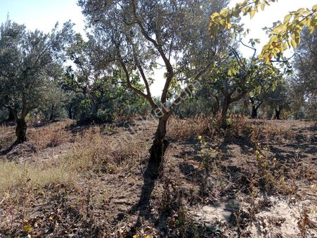 Satılık Mudanya Akköy 5 Dönüm Zeytinlik