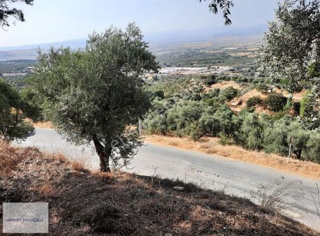 Dallık Yolu Üzerinde, Manzaralı Zeytinlik