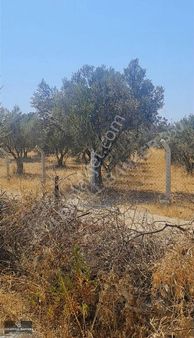 Menderes Bulgurca İmar Sınırına Yakın Satılık Tarla