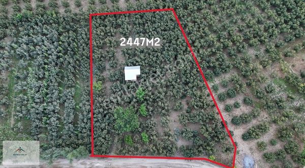 Hobi Bahcesi Yapmaya Uygun Resmi Yolu Olan Satılık Fındık Bahces