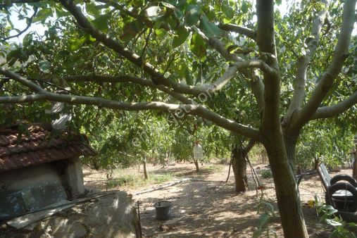 İzmir Torbalı Gold Emlaktan Alankıyıda Satılık Arsa Bahçe