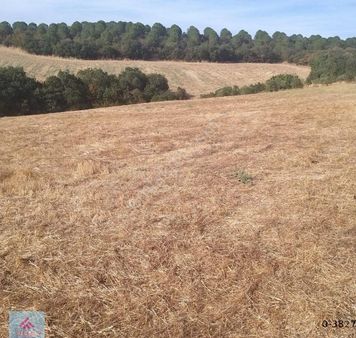 Bandırma Mahbubeler Pirence Mevkii 6008 M² Yatırımlık Bağyeri