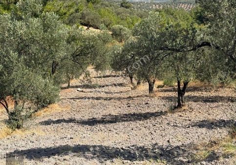 Kurallar Gayrimenkulden Çam Ağaçlarının İçinde Zeytinlik