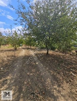 Sakarya Geyve Hisarlık 510 M2 Karışık Meyve Bahçesi Köye 250 M