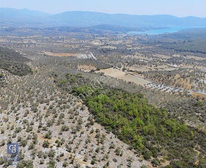 Milas Bozbük'te Araç Yolu Olan İmar Sınırında Fırsat Zeytinlik