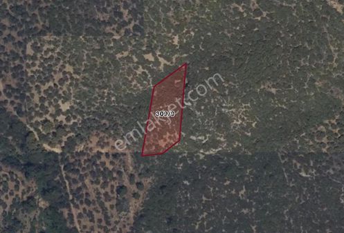 Balıkesir Burhaniye Pelitköy 2507 M2 Satılık Zeytinlik