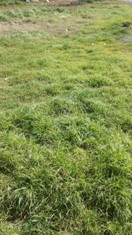 Hayrabolu Temrezlide 515000m Satılık Düşeş Kazandıracak Arazi No:348