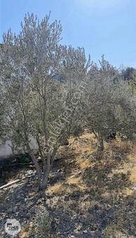 Pinus Gayrimenkul'den Satılık Müstakil Ev