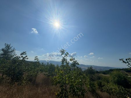 Manzaralı Ceviz Tarlası
