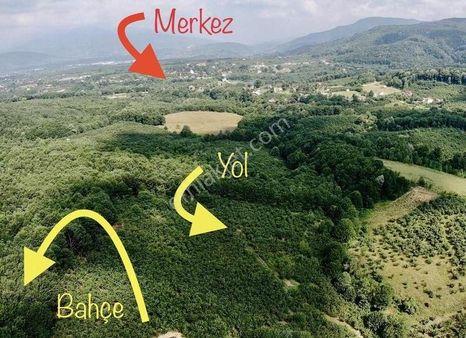Akyazı Bıçkıdere De Yolu Açık Verimli 3250 M2 Fındık Bahçesi