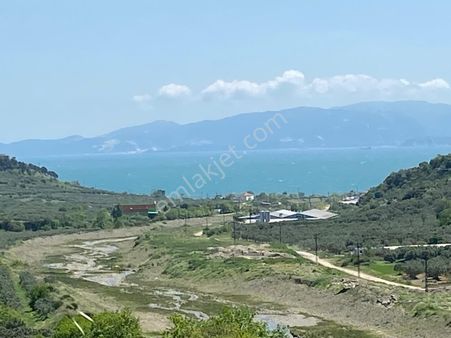 Tekirdağ Şarköy Hoşköy Mh De Acil Satılık Zeytinlik