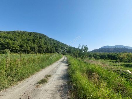 Ortaca Dalyan’da 73,500 M² Yatırıma Uygun Nar Bahçesi Satılık