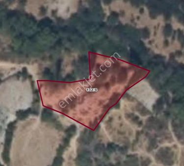 Koyuneli Mahallesinde Meyve Ağaçlı Satılık Tarla