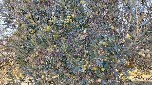 Ayvalık Tuzla Mevki Satılık Zeytinlik