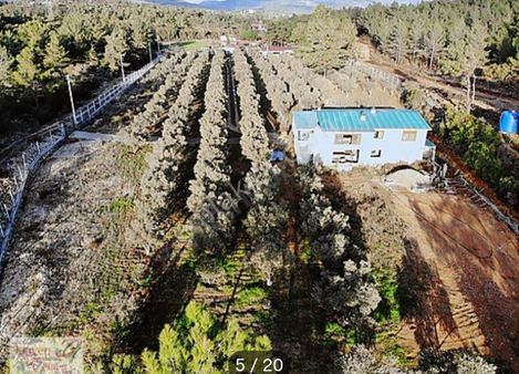 Aydın Kuşadası Yeniköyde Satılık Çiftlik.