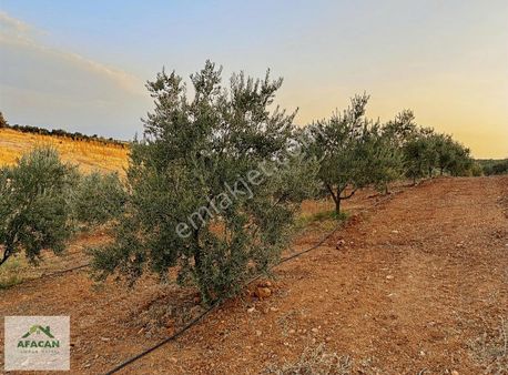 Salihlide Akviranda Satılık Bakımlı Zeytin Bahçesi 7.5 Dönüm