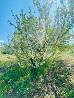 Emlak/tur'dan Manisa Turgutlu