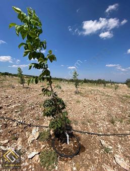 Pamukkale Akdere'de Satılık Ceviz Bahçesi