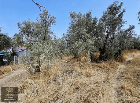 Mudanya Çepni Mahallesinde 268 M2 Bahçe